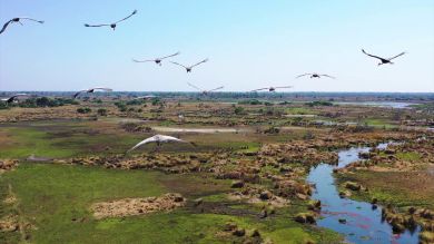 VÍDEO: Espectaculares imágenes aéreas muestran cientos de animales migrando en África