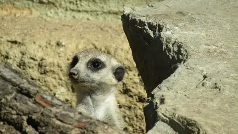Un suricato entre las rocas Un suricato entre las rocas