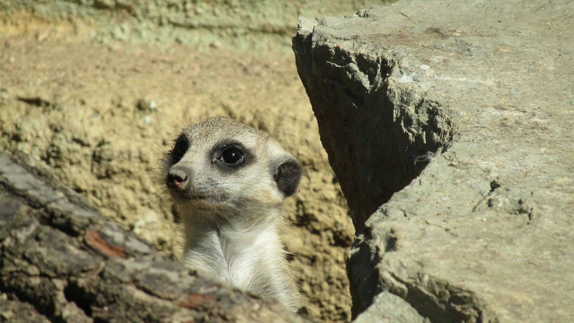 Un suricato entre las rocas 