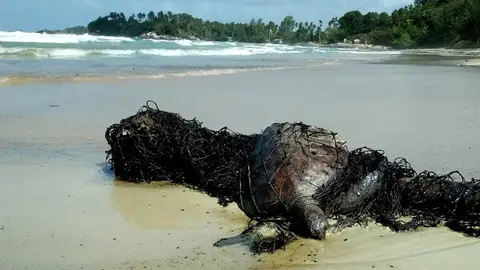 Rescatan a una tortuga de la playa Rescatan a una tortuga de la playa