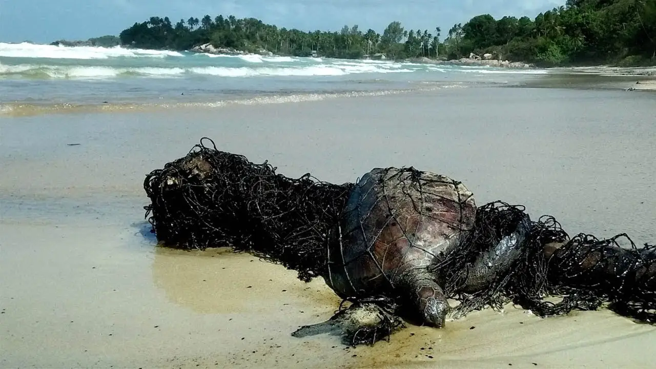 Rescatan a una tortuga de la playa