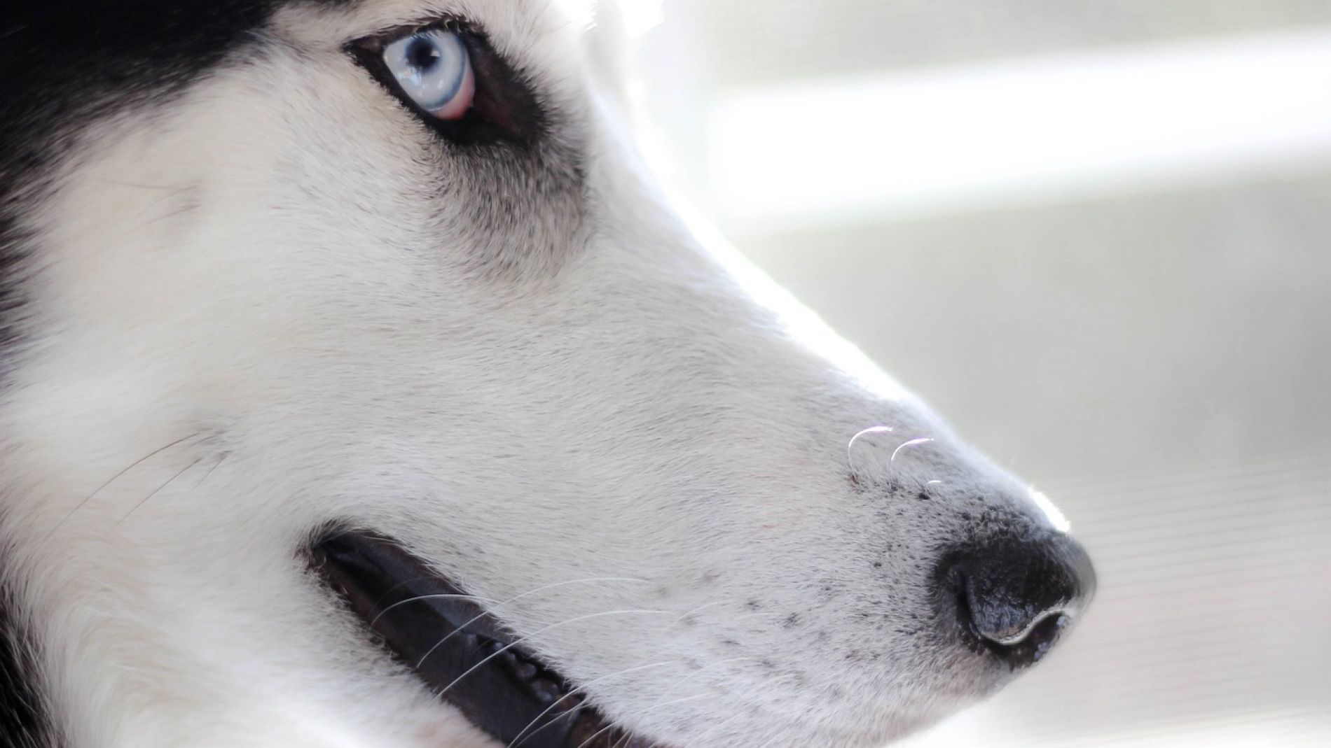Un husky en la nieve 