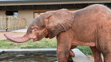 VÍDEO: Rescatan a un elefante albino en Sudáfrica con heridas como las del Joker