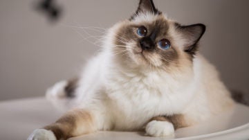 Gato
