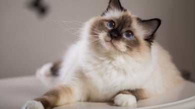 ¿Ha dicho ‘hello’? La inquietante tendencia de TikTok que está dejando en vilo a los amantes de los gatos 
