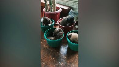 VÍDEO: Cuatro perritos posando dentro de floreros se vuelven virales