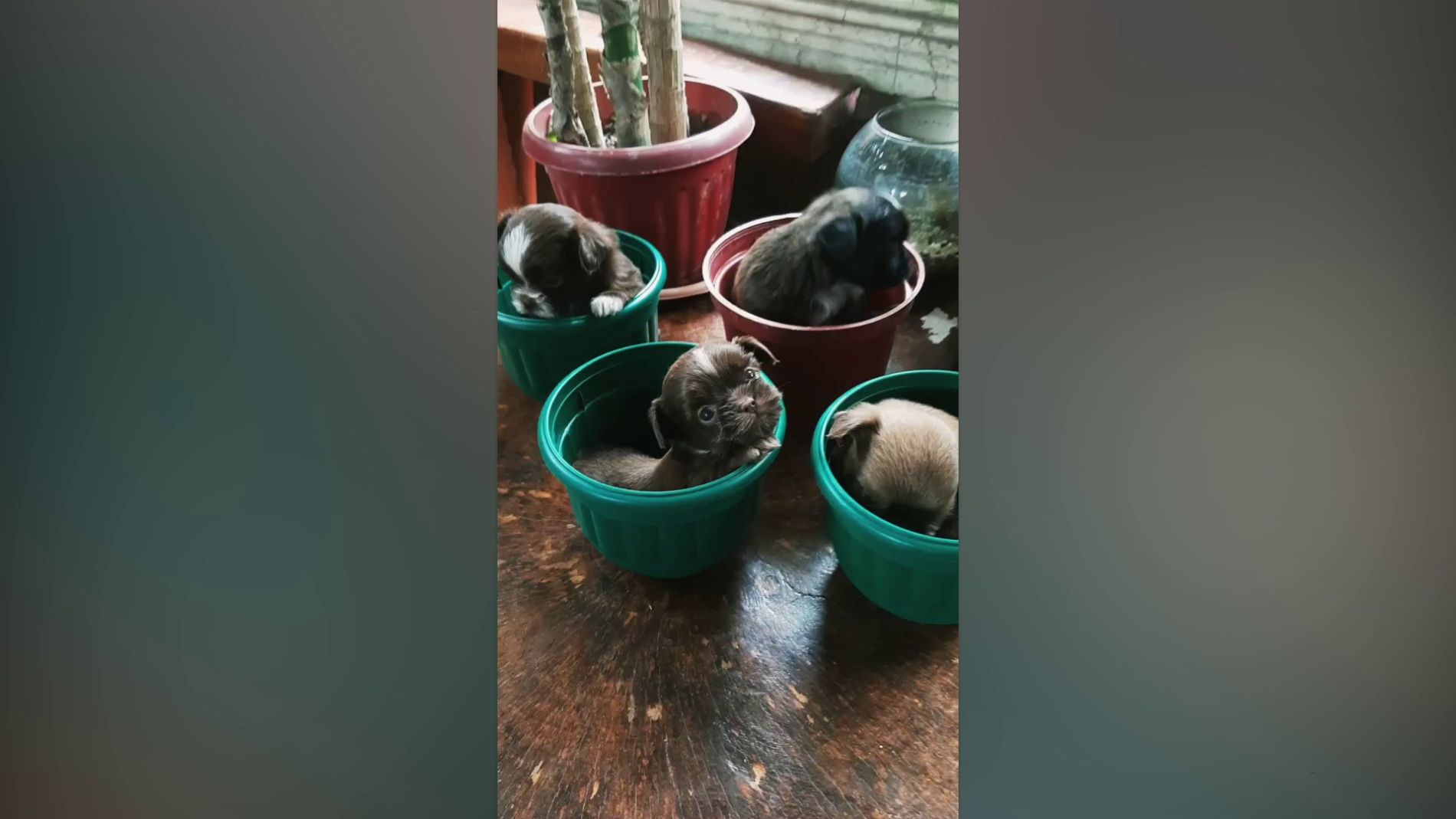 Cuatro cachorros de shitzu