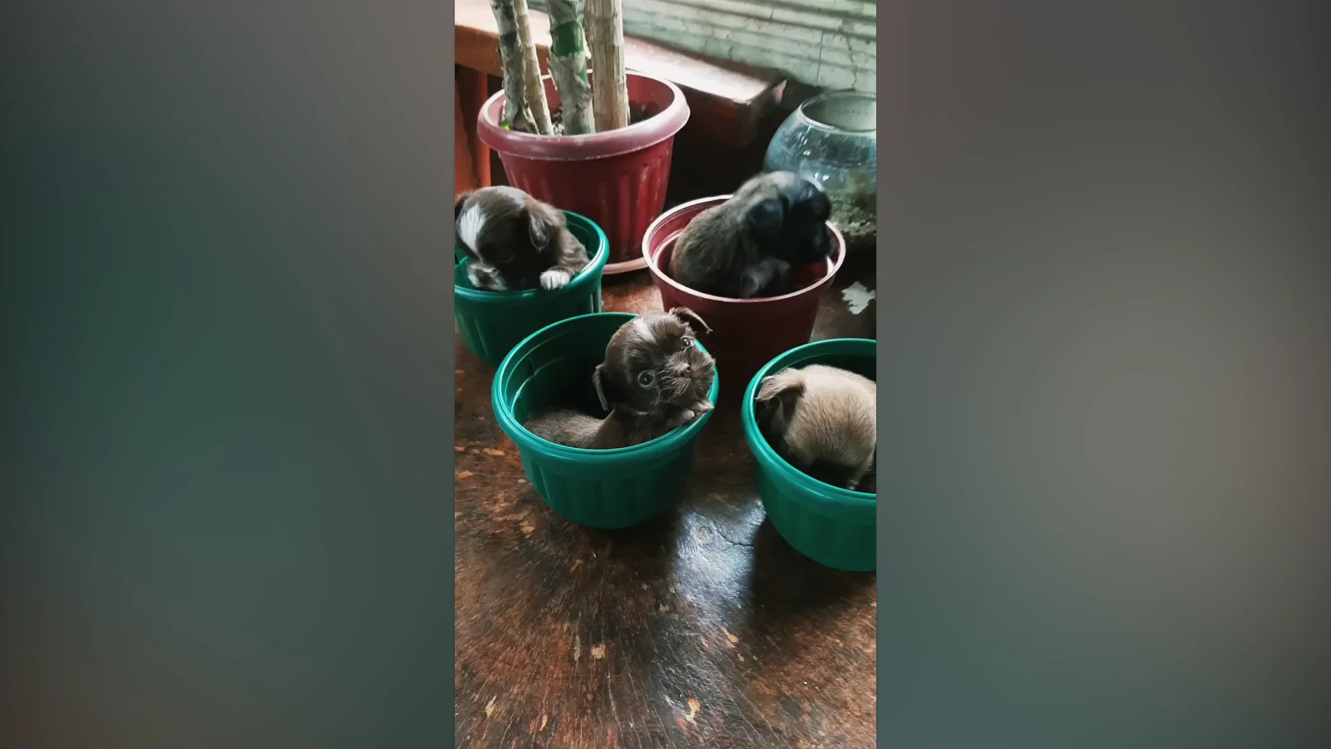 Cuatro cachorros de shitzu
