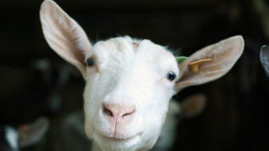 ¿Perro, cabra o extraterrestre? La ilusión óptica que confunde hasta a ElRubius