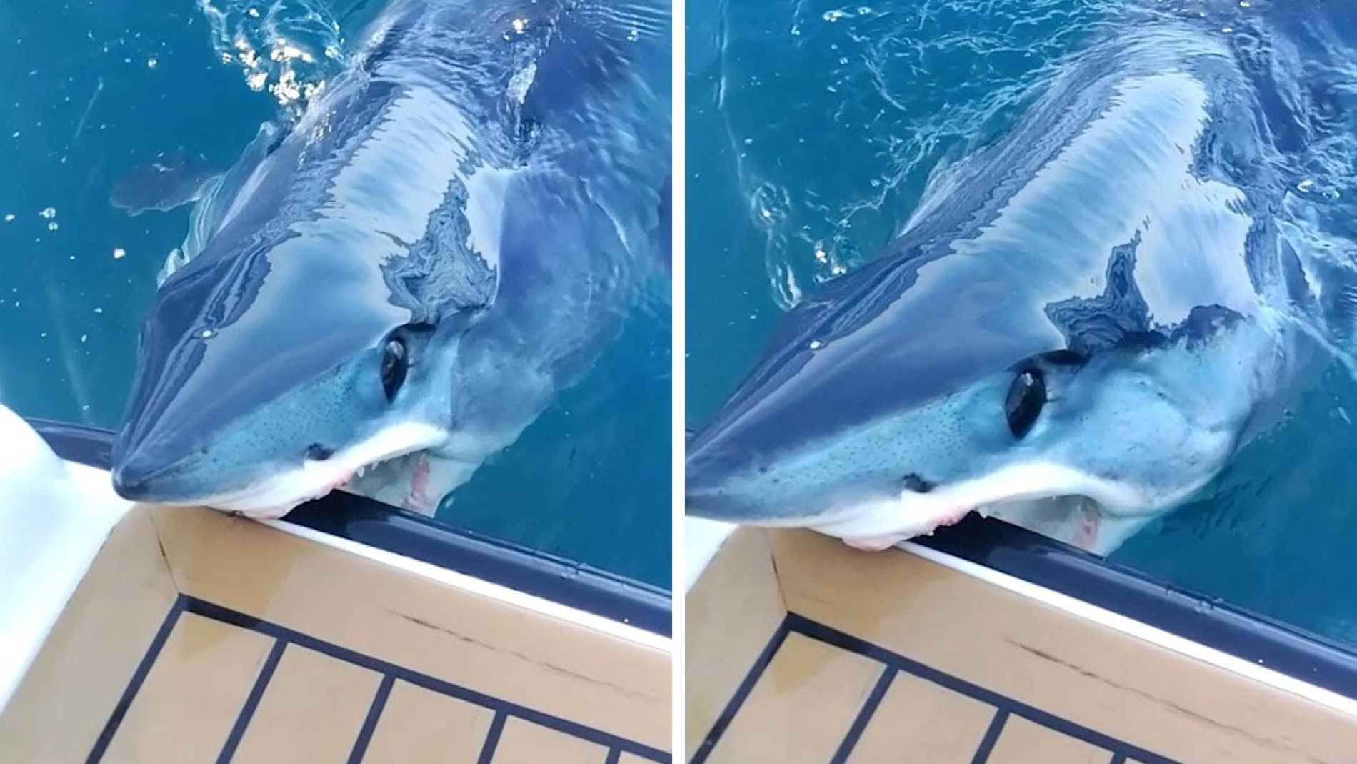 Tibur&oacute;n Mako