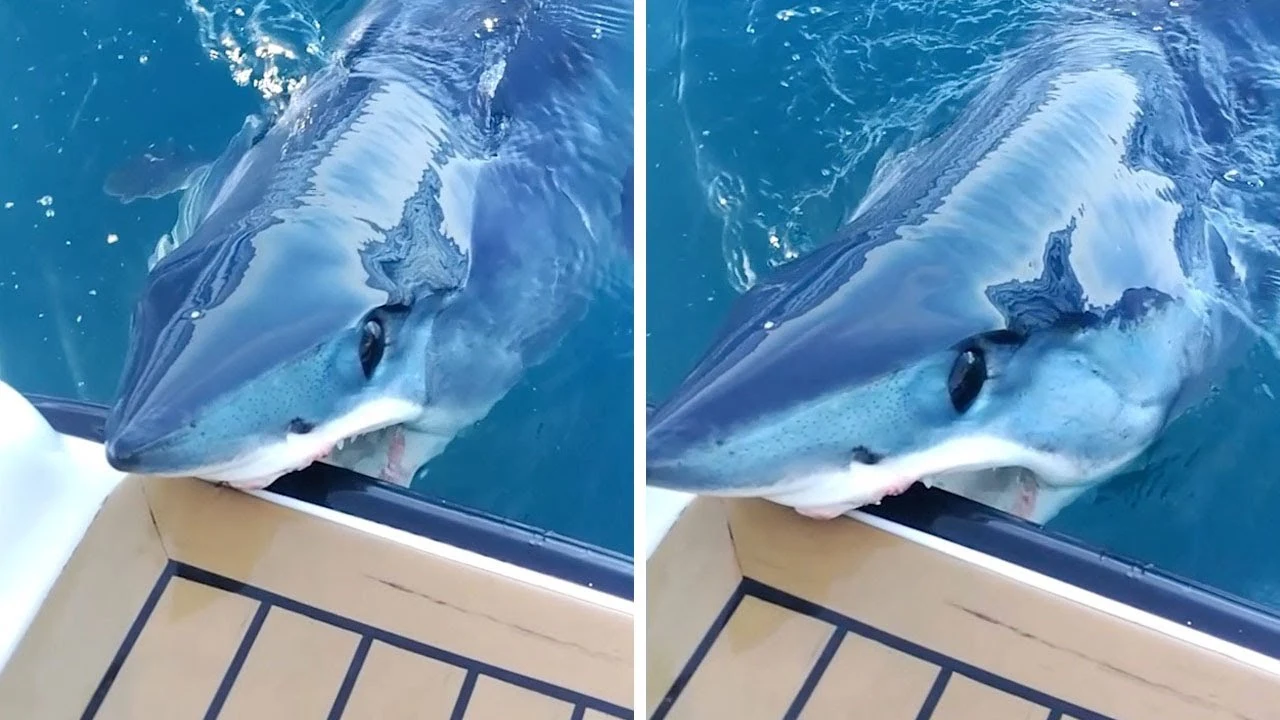 Tiburón Mako