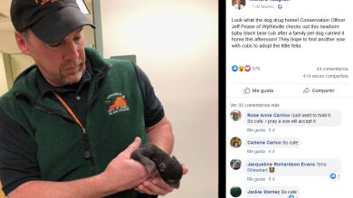 Su perro trajo a casa un cachorro y cuando lo llevaron al veterinario se llevaron una gran sorpresa