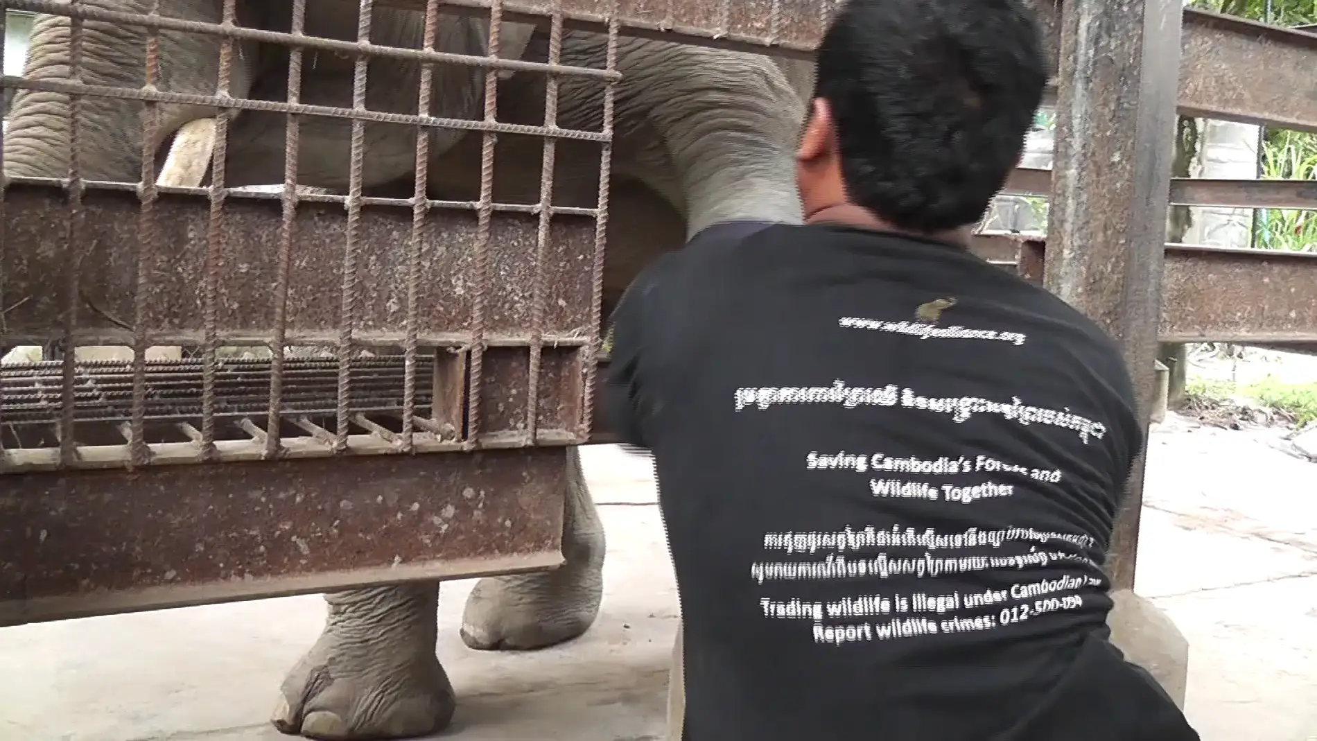 Un elefante asistido por un cuidador que le pone una prótesis 