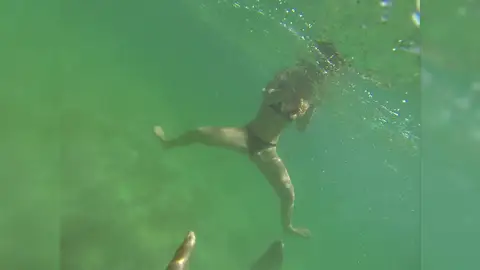 León marino muerde a una buceadora León marino muerde a una buceadora