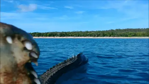 Cocodrilo ataca a un dron Cocodrilo ataca a un dron