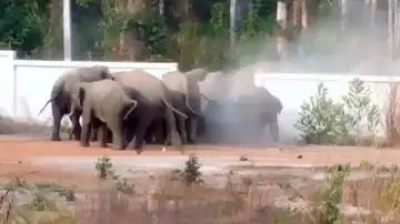 Elefantes salvajes