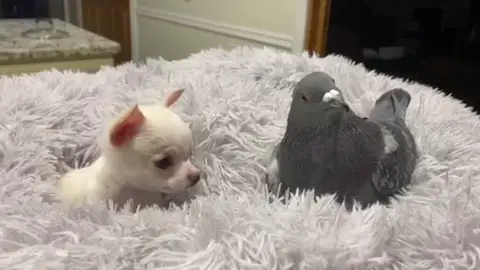 La paloma Herman y el chihuahua Lundy La paloma Herman y el chihuahua Lundy