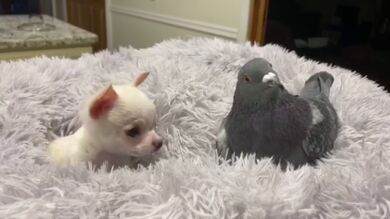 La entrañable amistad entre una paloma y un chihuahua que está enamorando a todos 