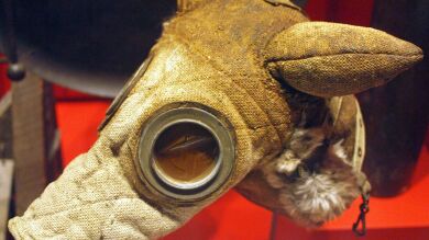 El pánico en China por el coronavirus hace que hasta las mascotas lleven mascarilla 