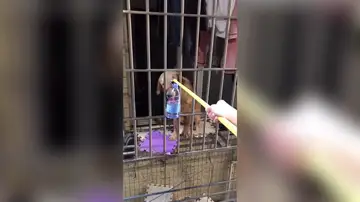 Perro atrapado en China