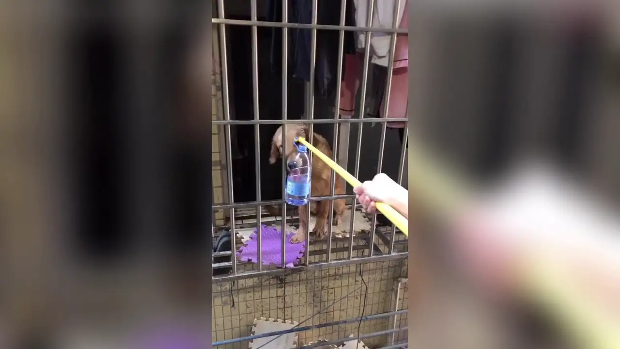 Perro atrapado en China