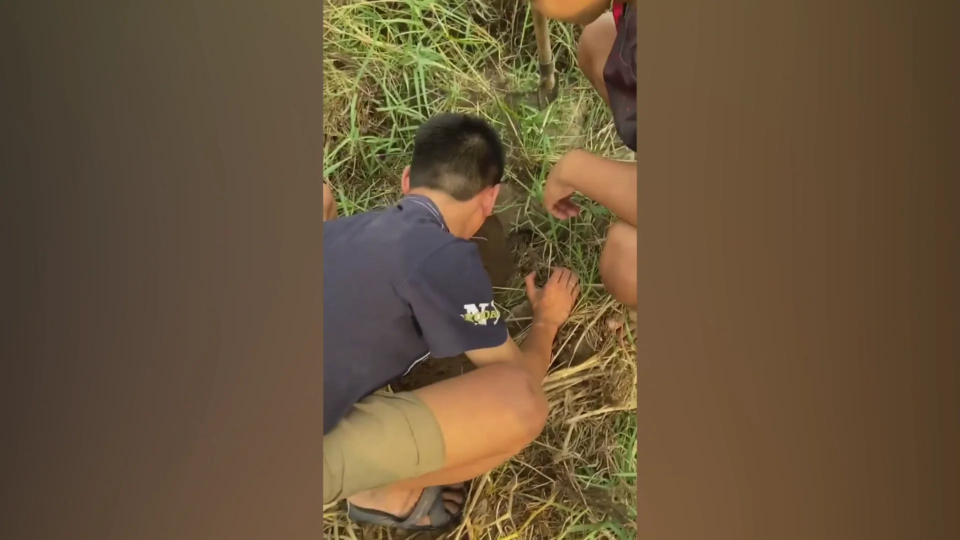Perro rescatado en Tailandia