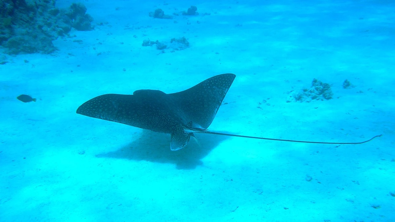 Mantarraya (archivo) Mantarraya (archivo)