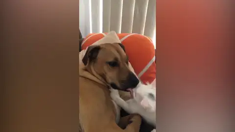 La compenetración entre el perro rescatado Ollie y un gato La compenetración entre el perro rescatado Ollie y un gato