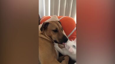 La entrañable amistad entre un perro rescatado y un gato acogido que está enamorando a todos 
