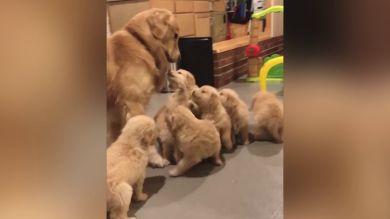 VÍDEO: Un golden retriever es perseguido por una avalancha de perritos