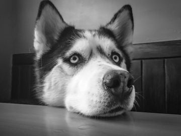 Perro Husky