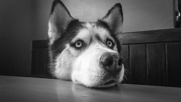 Perro Husky