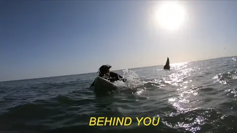 Broma pesada con un tiburòn Broma pesada con un tiburòn