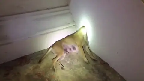 Rescatan a un perro con la cabeza atascada Rescatan a un perro con la cabeza atascada