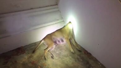 VÍDEO: Rescatan a una perra cuya cabeza se había quedado atascada en la pared de un templo