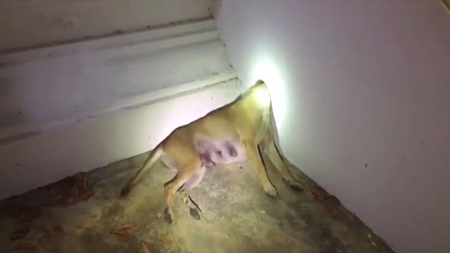 Rescatan a un perro con la cabeza atascada