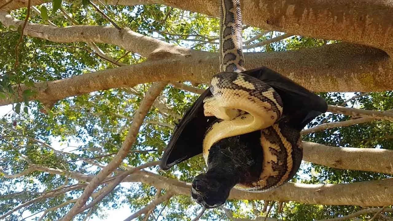 Serpiente contra murciélago