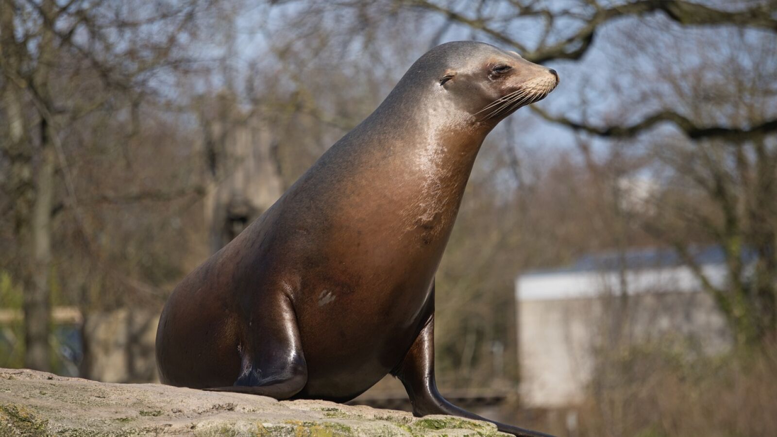 Devuelven un león marino perdido a su hábitat y las imágenes están enamorando a todos 