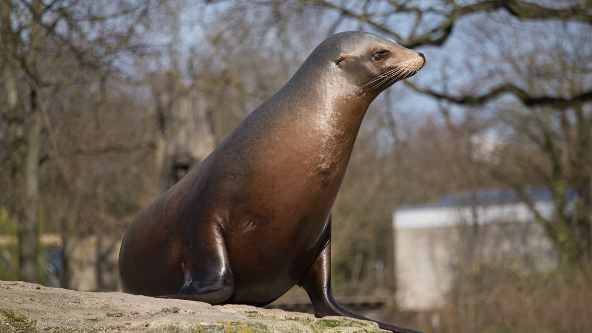 Un le&oacute;n marino posa sobre una roca 