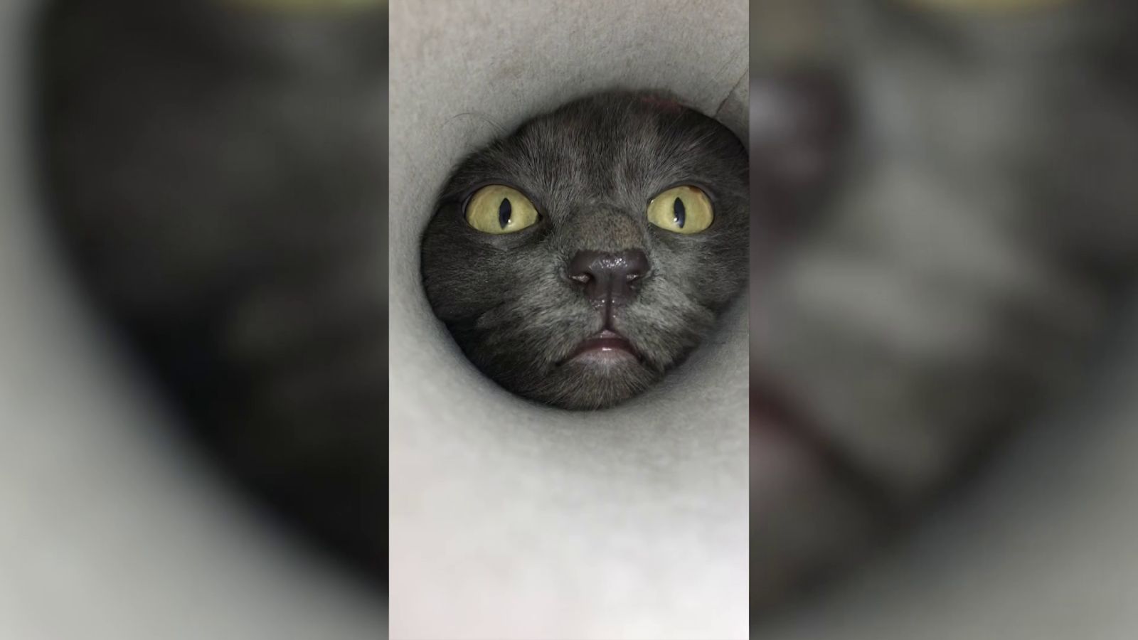 VÍDEO: Un gato curioso mete la cabeza dentro de un tubo