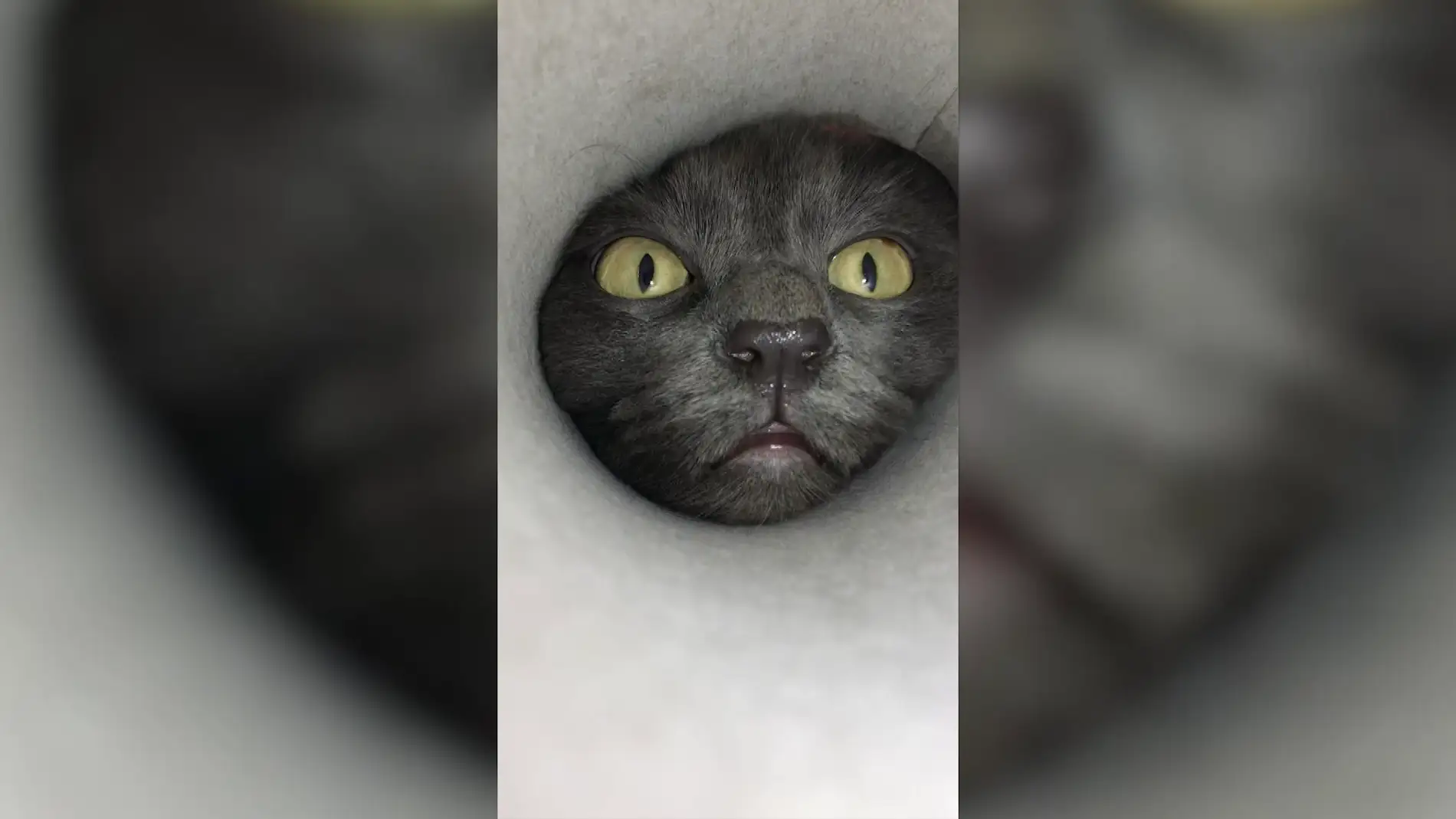 Un gato mete su cabeza en un tubo de cartón