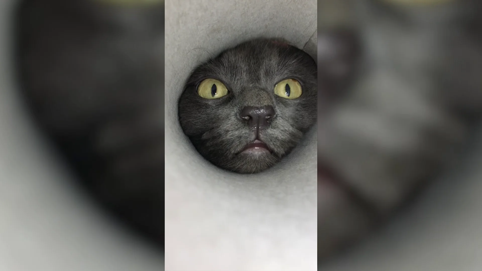 Un gato mete su cabeza en un tubo de cartón Un gato mete su cabeza en un tubo de cartón