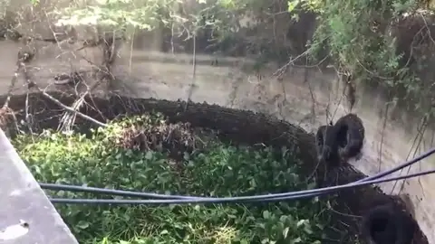 Perro atrapado en un pozo Perro atrapado en un pozo