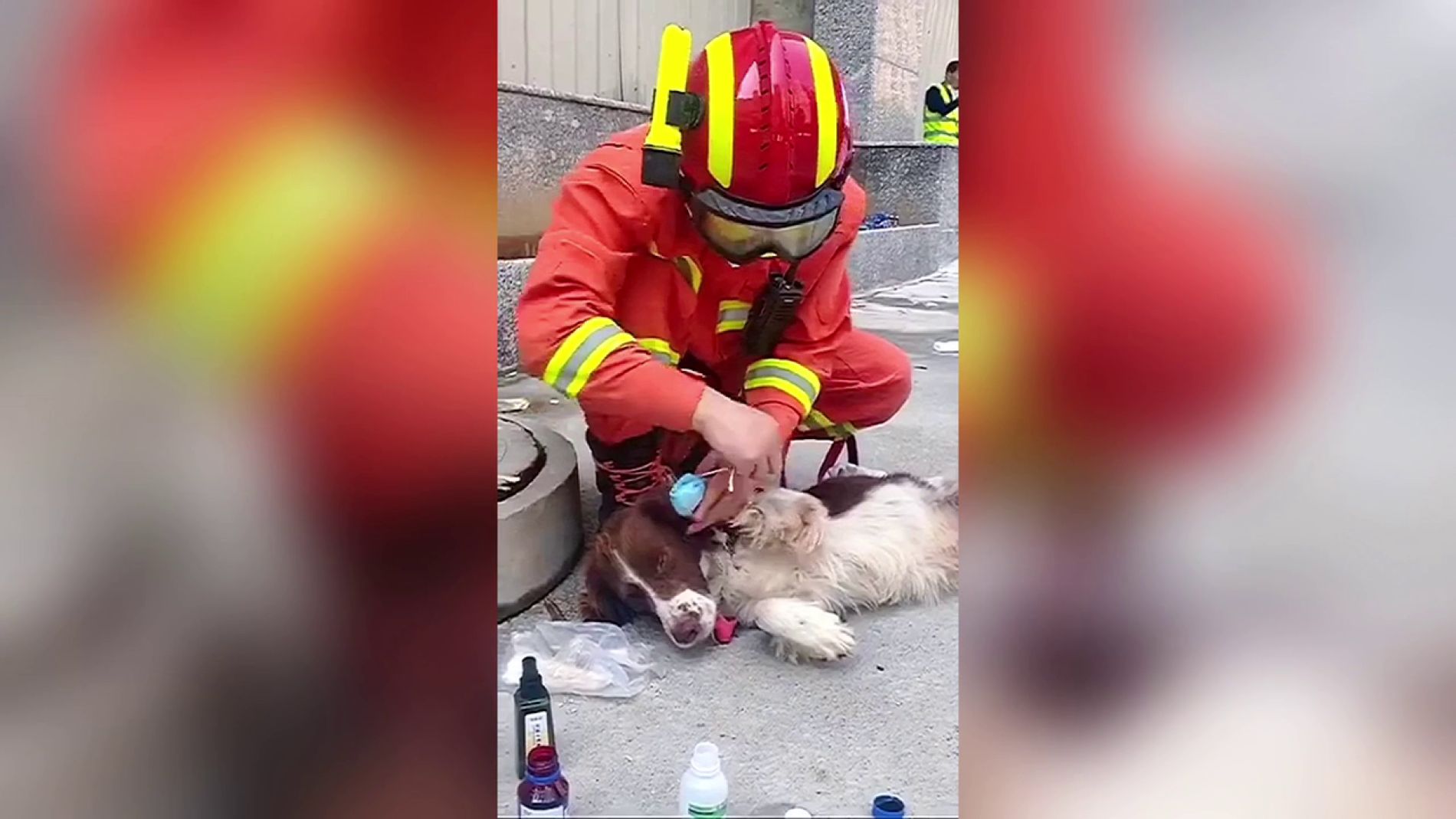 Perro de rescate en China