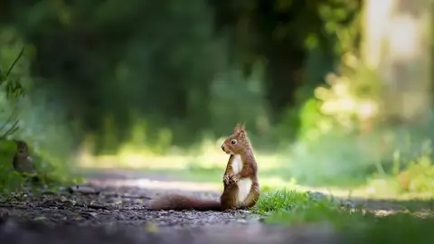 Ardilla (archivo) Ardilla (archivo)