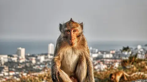 Mono tailandés (archivo) Mono tailandés (archivo)