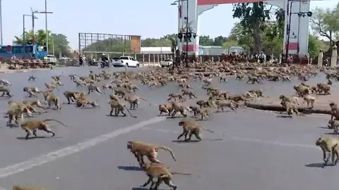 VÍDEO: El coronavirus hace que decenas de monos tailandeses se peleen por un plátano VÍDEO: El coronavirus hace que decenas de monos tailandeses se peleen por un plátano