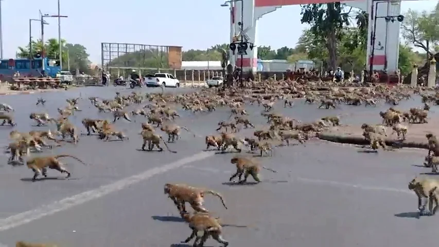 VÍDEO: El coronavirus hace que decenas de monos tailandeses se peleen por un plátano