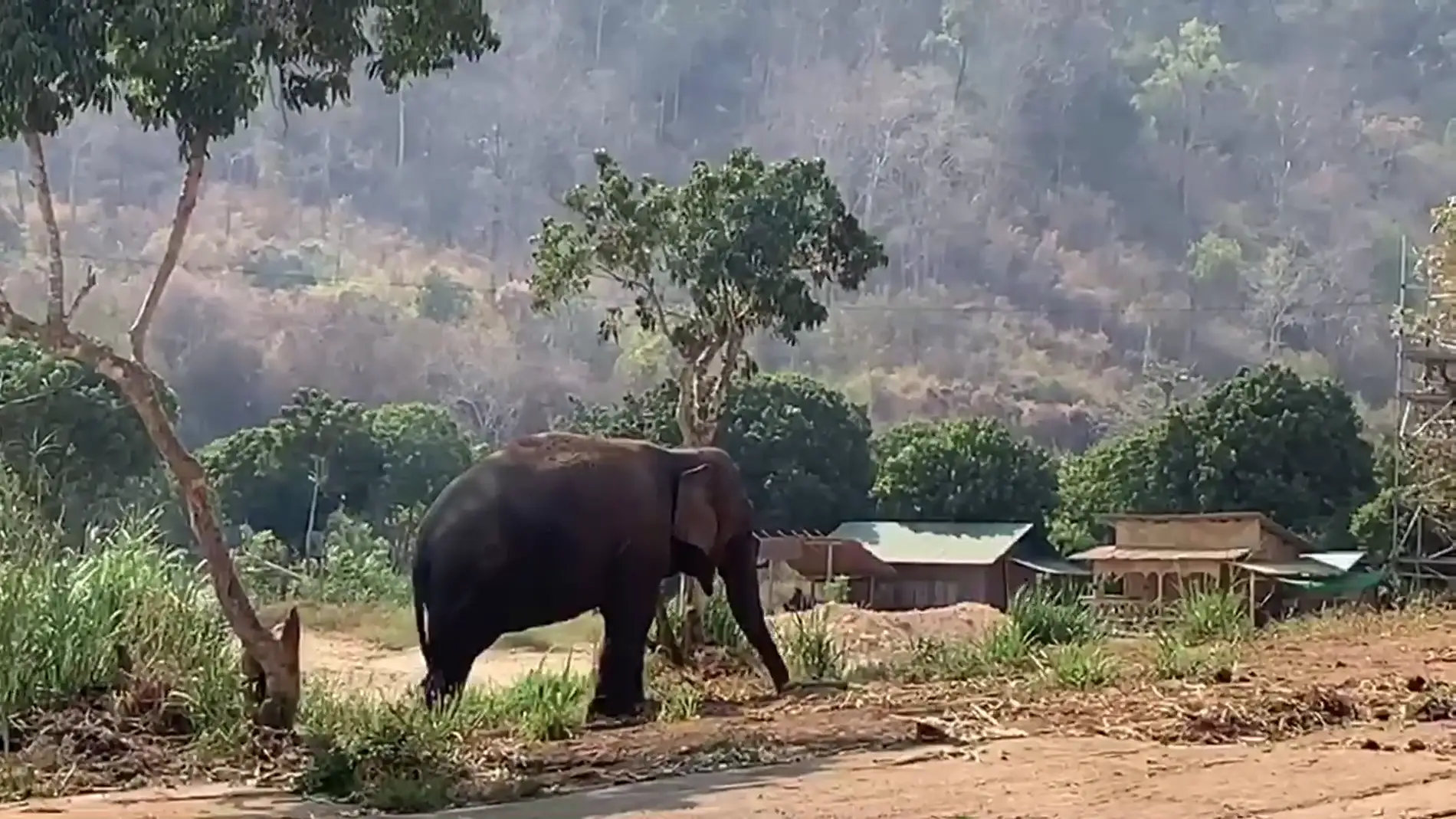 Elefante en Tailandia