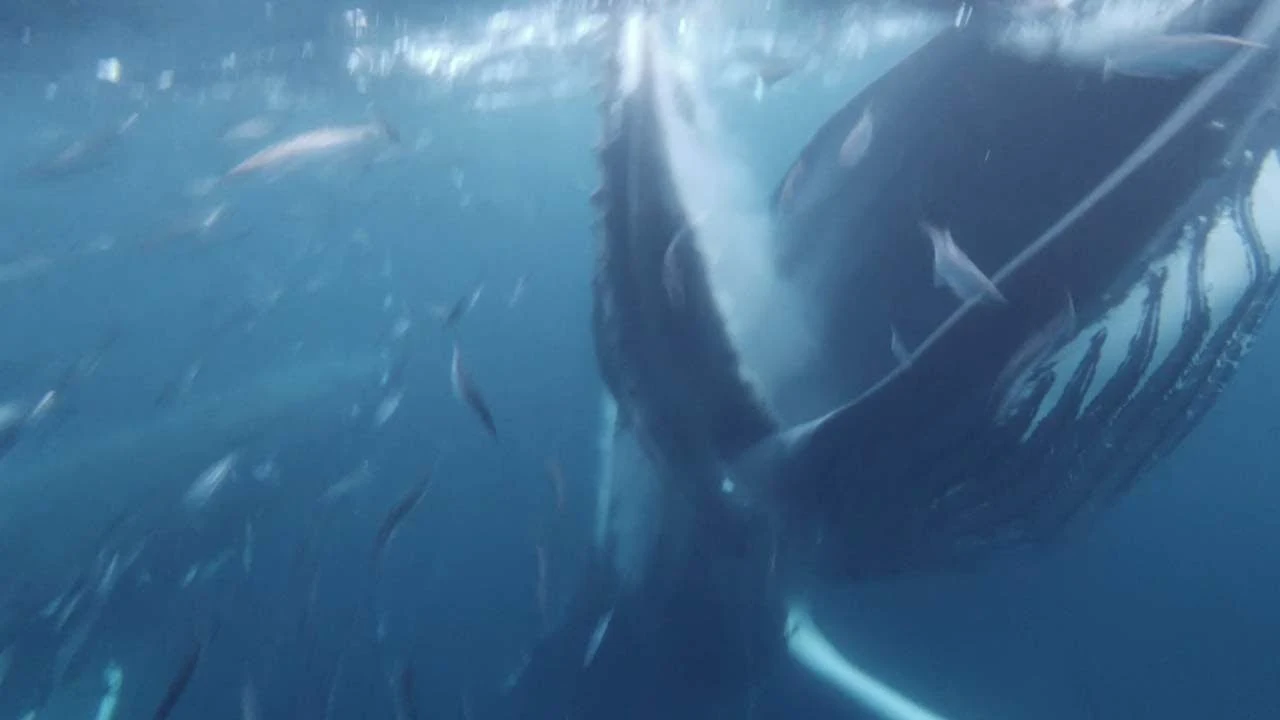 Ballena jorobada